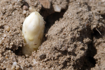 Spargelfeld mit herausgewachsenem fränkischen Spargel