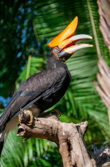 Toucan Bird Park Bali Indonesia