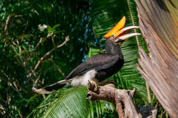 Toucan Bird Park Bali Indonesia
