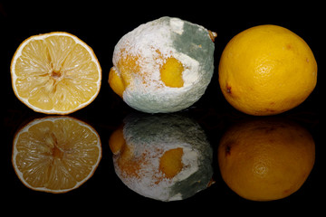 Lemon and moldy lemon on a black background - 345167604