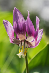 The first spring flowers in Kuzbass in Russia. Plants listed in the Red Book. Photo of the nature of Siberia in the warm season.