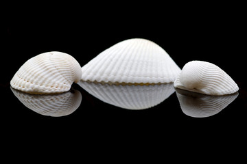 Three sea shells on black background - 345167687