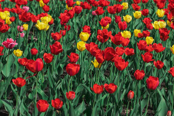 Fototapeta premium Many beautiful red and yellow tulips in a city park on a bright sunny day. Traditional flowers for the holiday on May 9 in Russia.