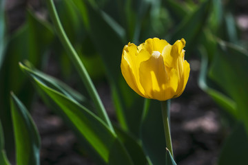 Yellow tulip bud on a flowerbed in a city park. Closeup of nature in spring and summer on a sunny day. Beautiful background.