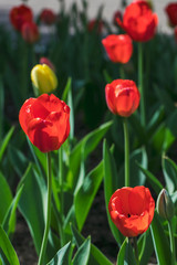 Many beautiful red and yellow tulips in a city park on a bright sunny day. Traditional flowers for the holiday on May 9 in Russia.
