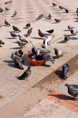 Cute curious urban pigeon with flock of pigeons