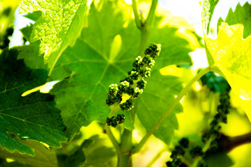 spring with grapes one