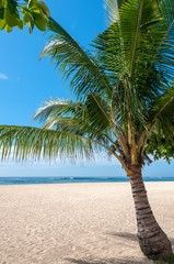 Palm tree lined beach at Sanur Bali Indonesia