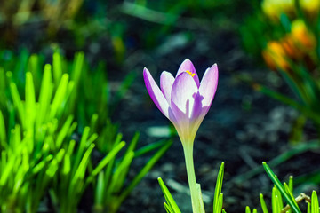 blue Crocus flower on a beautiful background