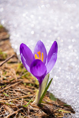 Fototapeta na wymiar Spring Crocus Flower in a Green Grass and Snow. Colchicum Autumnale with Purple Petals.