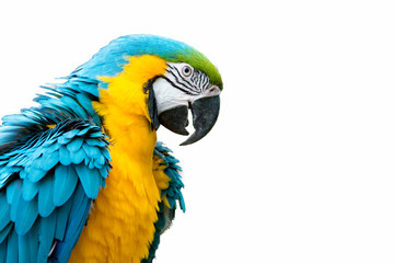 Blue-and-yellow macaw isolated on white (Ara ararauna)