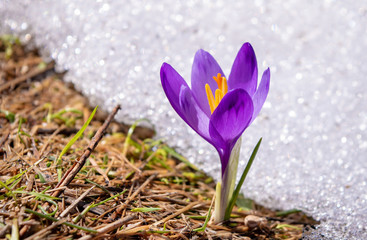 Spring Crocus Flower in a Green Grass and Snow. Colchicum Autumnale with Purple Petals.