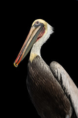 Beautiful pelican isolated against black.