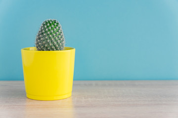 Close up of Mammillaria cactus in yellow ceramic pot on blue background. Domestic gardening, Copy space for text
