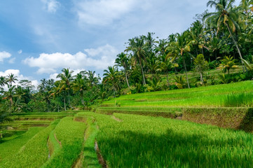 Fototapeta na wymiar Rice terraces Bali Indonesia