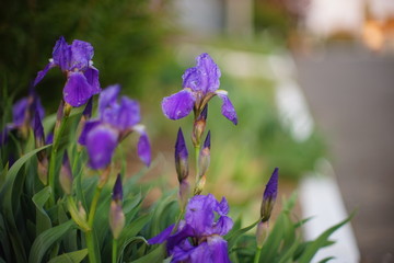 Purple iris flowers grow in a spring garden by the road