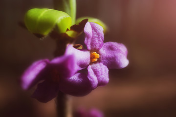 Small wild lilac flowers in the forest. Detailed macro photo. The concept of spring, summer,...