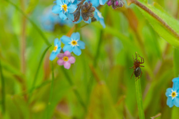 spider on a flower