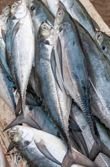 Traditional fishing Jimbaran Beach Bali Indonesia