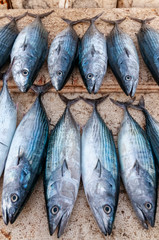 Traditional fishing Jimbaran Beach Bali Indonesia
