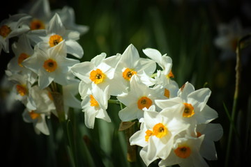 White narcissus flowers