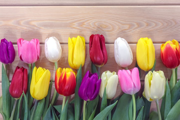 mix multi-colored tulips on a wooden background with a place for the inscription