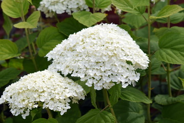 White flowers in the garden