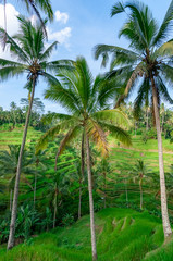 Fototapeta na wymiar Rice terraces Bali Indonesia