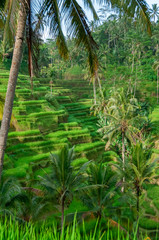 Rice terraces Bali Indonesia