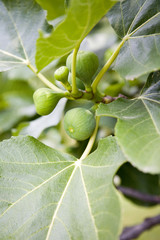Obraz premium Fig on the branch of a fig tree 