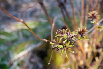 New, fresh, green leaves are blooming on a branch of a shrub. Fresh greens appear on the plants in spring. Close up composition with copy space.