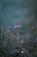 pink flowers 