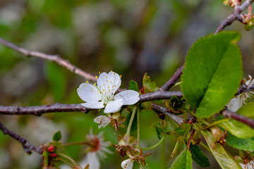 White flower on a branch of cherries.