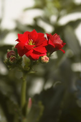 Fototapeta na wymiar a picture of a red awesome flower poinsettia