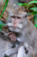 Balinese long-tailed monkeys Macaca fascicularis at Sacred Monkey Forest Sanctuary Ubud Bali Indonesia