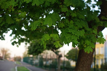 Maple tree with green leaves grows near the sidewalk