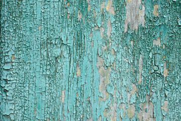 Texture old green Paint On Board. Crack Wall background. Seamless Shabby Surface close up. Rustic Decorative Effect. Light colored timber fence with peeling paint.