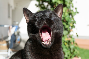 Kater minzt laut