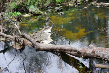 Hillsborough river at Tampa, Florida	