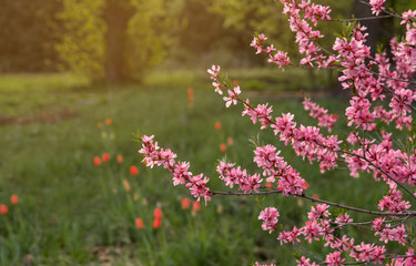 Obraz na płótnie Canvas Pink almond flowers in the park. Pink spring flowers copy space.