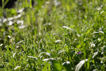 Obraz premium Green grass on the lawn on a sunny day.