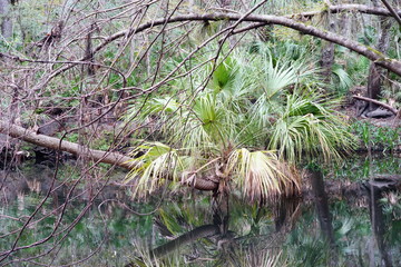 Hillsborough river at Tampa, Florida	