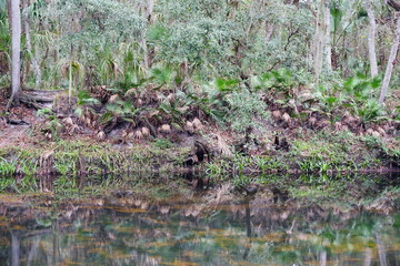 Obraz na płótnie Canvas Hillsborough river at Tampa, Florida 