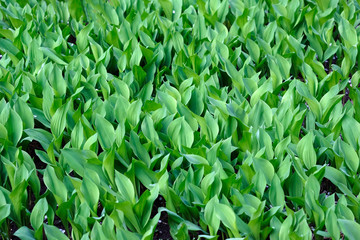Leaves of lilies of the valley on a flowerbed in spring. Green natural background. Plants with green leaves in the garden, flowers in the spring.