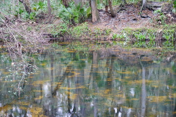 Hillsborough river at Tampa, Florida	
