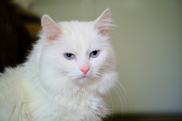 White Turkish angora with blue eyes color