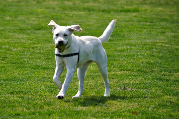 2020-04-30 A YOUNG YELLOW LABRADOR RUNNING WITH A BALL IN HER MOUTH IN NEWCASTLE WASHINGTON