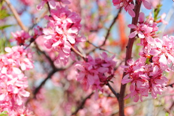 Fototapeta premium Chestnut blossom in spring