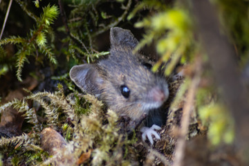 Naklejka na ściany i meble Smaller forest mice grass in woods