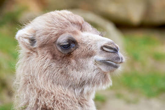 Camel head portrait, closeup photo